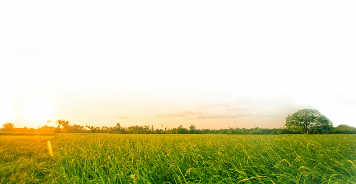 Photo of a grassy green field